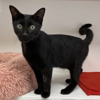 DYM, chat à adopter