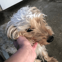 BOBINE (en cours d'adoption), chienne à adopter