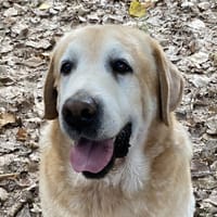 MUSTANG, chien à adopter