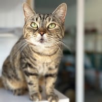 NALA (réservée), chatte à adopter