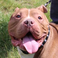 HONEY, chien à adopter