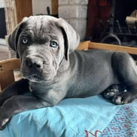 BLUE (EN COURS D'ADOPTION), chien à adopter