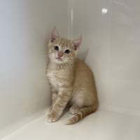 EDAN, chat à adopter