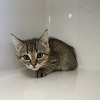 DARIUS, chat à adopter