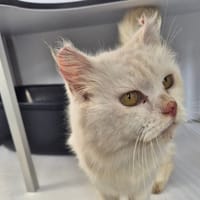 PRINCESSE SARAH, chatte à adopter