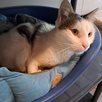 boots, chat à adopter