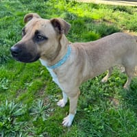 OLYMPE, chienne à adopter