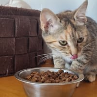 CHIPS, chatte à adopter