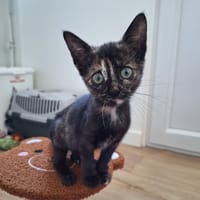 duchesse, chatte à adopter