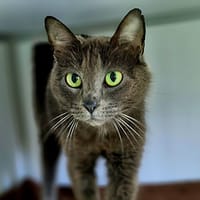 MARYLOU, chatte à adopter