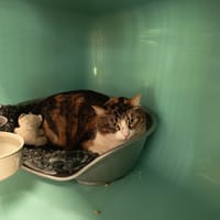 CHICHI C, chatte à adopter