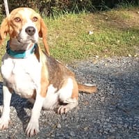 Soda, chienne à adopter