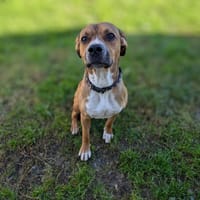 PEPITO, chien à adopter