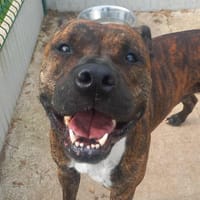 TAYSON QCN, chien à adopter