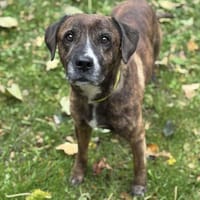 Nox CAA14257, chien à adopter