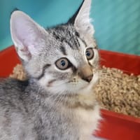 PAKO, chatte à adopter