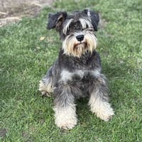M'Suchi/Tofu CAA14239, chien à adopter