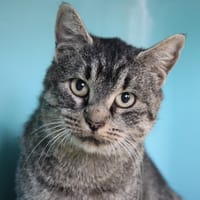 KLEM, chatte à adopter