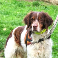 MIROU, chien à adopter