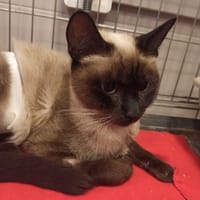 JANE, chatte à adopter