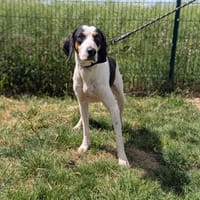 Patpat, chien à adopter