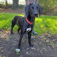 brume, chienne à adopter