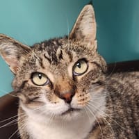 CONDOR, chat à adopter