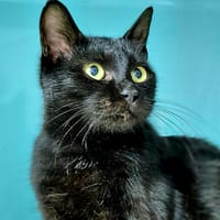 PHOEBE, chatte à adopter