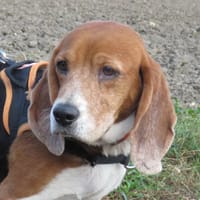 PETUNIA, chienne à adopter