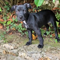 ONYX PAA23067, chienne à adopter