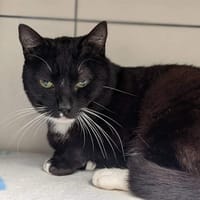 GINGEMBRE, chat à adopter