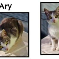 ARY (Réservé), chat à adopter