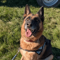 PAGAILLE LOF, chienne à adopter
