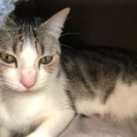 POPPEE, chatte à adopter