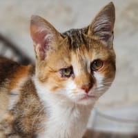 Varsovie, chatte à adopter