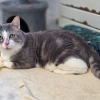 Basil [Fiv+], chat à adopter