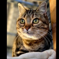 Minette, chatte à adopter