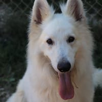 Noky, chien à adopter