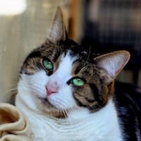 Ivy, chatte à adopter