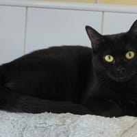 Bouclette, chatte à adopter