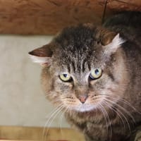 Jules, chat à adopter