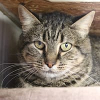 Tigrette, chatte à adopter
