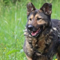 BHALOO CHAO11667, chien à adopter