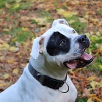 TYSON, chien à adopter