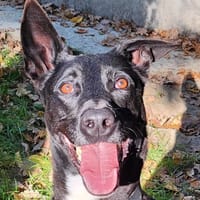 PACHA, chien à adopter