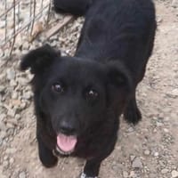 Sprinkle, female dog to adopt