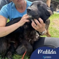 Matilda, female dog to adopt