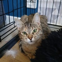 HESTIA, chatte à adopter