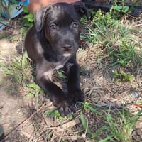 Munch, chien à adopter