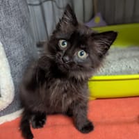 Swen, chat à adopter
